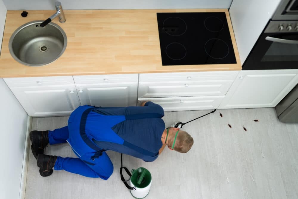 insecticide maison